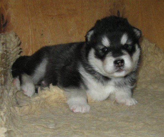 Chenoa 2 Wochen 004-1